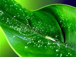 Sabila Fragrance Oil 1 L Mylo Opt global supplier Sabila Fragrance Oil 1 L cosmetic ingredient Mylo Opt