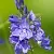 Dried flowers Veronica officinalis 1 kg cosmetic ingredient Mylo Opt
