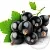 Black Currant Fruit Extract Concentrate 1 L, photos, reviews, use