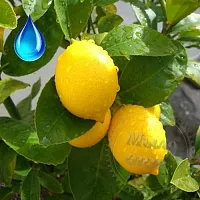 Водорастворимая отдушка Лимон Ферри, 1 литр описание и применение