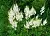 Dried flowers Meadowsweet, 10 g, photos, reviews, use