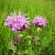 Monardy Piped Hydrosol 1 L cosmetic ingredient Mylo Opt