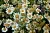Chamomile Extract Powder 10% 1 kg, photos, reviews, use