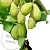 Baobab Poliactive 1 kg cosmetic ingredient Mylo Opt
