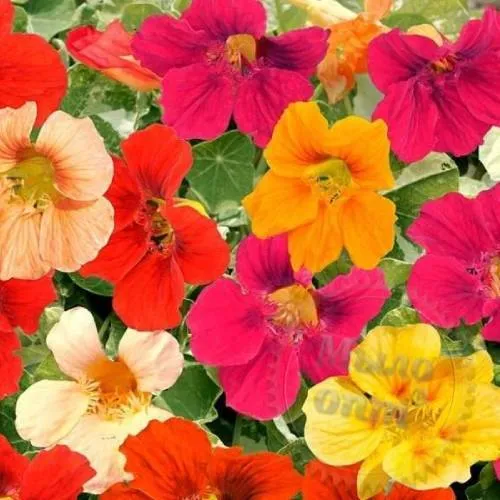 Nasturtium Extract Powder 1 kg Mylo Opt global supplier Nasturtium Extract Powder 1 kg cosmetic ingredient Mylo Opt