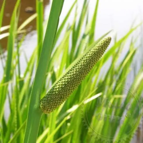 Calamus marsh - root for pain, 10 kg, 405.00 UAH, rating ⭐⭐⭐⭐⭐ Milo Opt