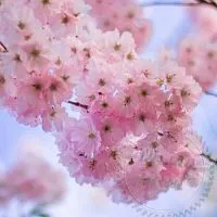 Эфирное масло Сакуры, 5 мл
