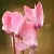 Cyclamen oil (infusion), 1 L, photos, reviews, use