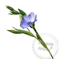 Flax oil extract, 1 L