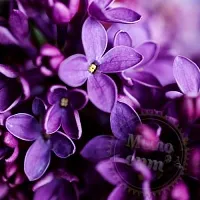 Отдушка Night Violet, 50 мл артикул VV21071405