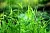 Palmarosa Essential Oil 500 ml, photos, reviews, use