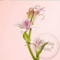 Отдушка Tuberose, 1 литр