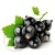 Blackcurrant Leaf Extract 1 L cosmetic ingredient Mylo Opt