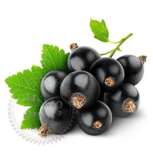 Blackcurrant Leaf Extract 1 L cosmetic ingredient Mylo Opt