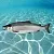 Salmon DNA 100 g cosmetic ingredient Mylo Opt