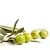 ACB Olive Leaf Extract PF - Antioxidant, 10 ml, photos, reviews, use