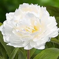 White Peony phytessence, 10 мл описание и применение