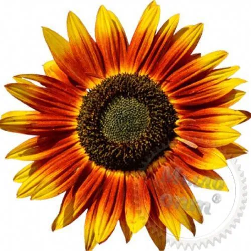 Эмульгатор Heliofeel, 1 кг сырье для косметики Эмульгатор Heliofeel, 1 кг артикул VV23080101