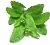 Stevia Extract Powder 51 1 kg cosmetic ingredient Mylo Opt