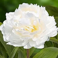 White Peony phytessence, 100 мл описание и применение