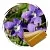 Violet leaf wax 1 kg cosmetic ingredient Mylo Opt