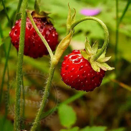 Fragrance Oil for solvents Strawberry 1 L Mylo Opt global supplier Fragrance Oil for solvents Strawberry 1 L cosmetic ingredient Mylo Opt