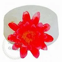 Молд 079 Астра