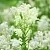 Dried flowers Meadowsweet vase-leaved flowers, 1 kg, photos, reviews, use
