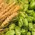 Hops Fragrance Oil England 1 L cosmetic ingredient Mylo Opt