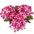 Verbena Glycolic Extract 1 L, photos, reviews, use