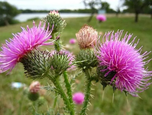 Milk thistle delivery system 5 g cosmetic ingredient Mylo Opt
