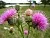 Milk thistle delivery system 5 g cosmetic ingredient Mylo Opt