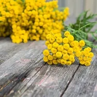 Пижмы гликолевый экстракт, 1 л