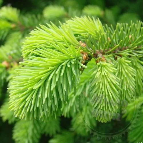 Fragrance Oil Lori Coniferous 1 L Mylo Opt global supplier Fragrance Oil Lori Coniferous 1 L cosmetic ingredient Mylo Opt
