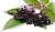 Elderberry Extract Powder 1 kg, photos, reviews, use