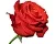Fragrance Oil for acidic environment Rose 1 L cosmetic ingredient Mylo Opt