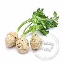 Parsley Root Oil Extract 1 L