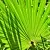 Saw Palmetto Extract Powder 100 g cosmetic ingredient Mylo Opt