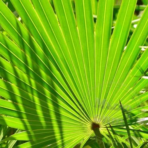 Saw Palmetto Extract Powder 100 g Mylo Opt global supplier Saw Palmetto Extract Powder 100 g cosmetic ingredient Mylo Opt