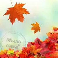 Fragrance Oil Fresh fallen leaves 1 L cosmetic ingredient Mylo Opt