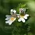 Eyebright extract, 1 L, photos, reviews, use