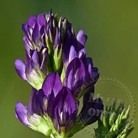 Dried flowers Alfalfa sowing 1 kg cosmetic ingredient Mylo Opt