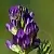 Dried flowers Alfalfa sowing 1 kg cosmetic ingredient Mylo Opt