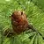 Larch Oil 1 L cosmetic ingredient Mylo Opt