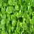 Gotu Kola Glycolic Extract 1 L cosmetic ingredient Mylo Opt