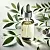 Tea Tree Cosmetic Oil 25 ml cosmetic ingredient Mylo Opt