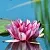 Гипоаллергенная отдушка Water Blossoms, 100 мл артикул TM22012006