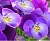 Violet oil extract, 50 ml, photos, reviews, use