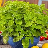 Melissa medicinal herb 1 kg cosmetic ingredient Mylo Opt