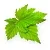 Black Currant Leaves Glycolic Extract 25 ml, photos, reviews, use